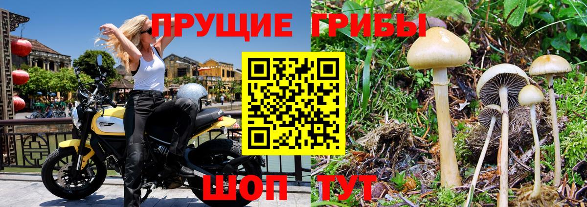 Котлас  Псилоцибиновые грибы MAGIC MUSHROOMS  Псилоцибиновые грибы Magic Shrooms  Вход с VPN 